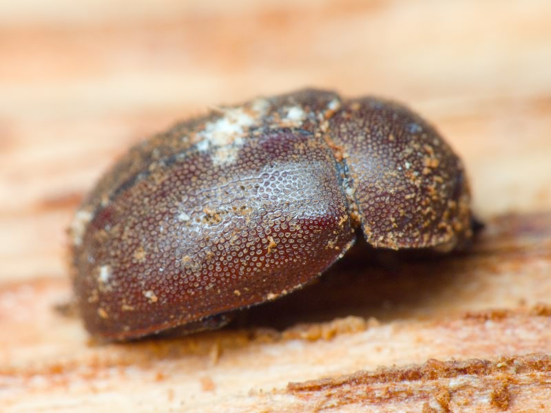 Aesalus scarabaeoides (Panzer, 1794)